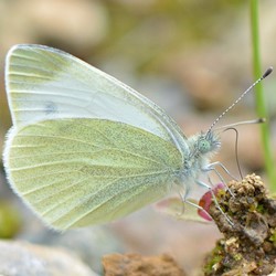 Pieris ergane